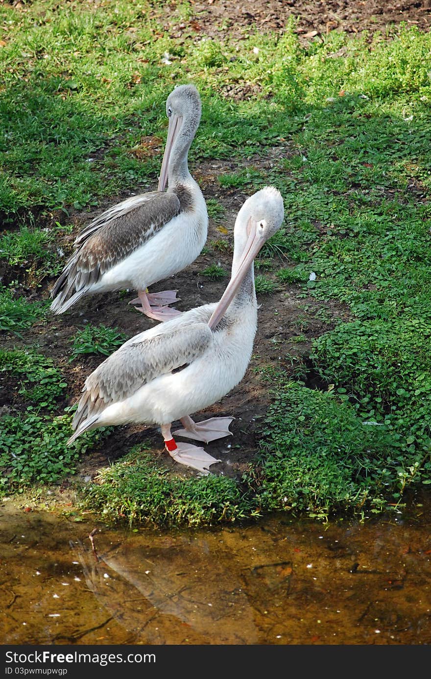 Two pelicans grooming themselves while resting. Front bird is the focus point.