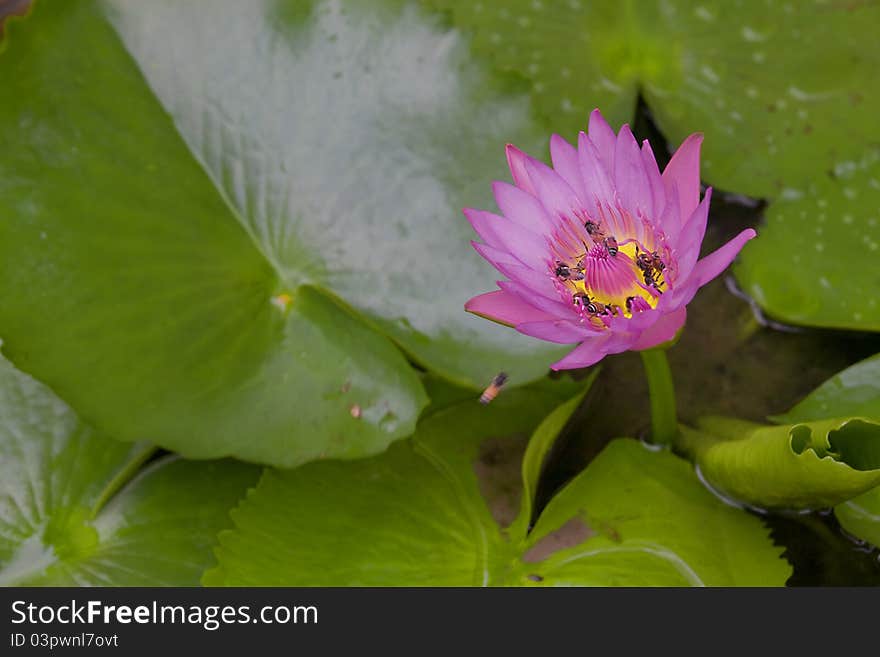 Purple lotus with green background