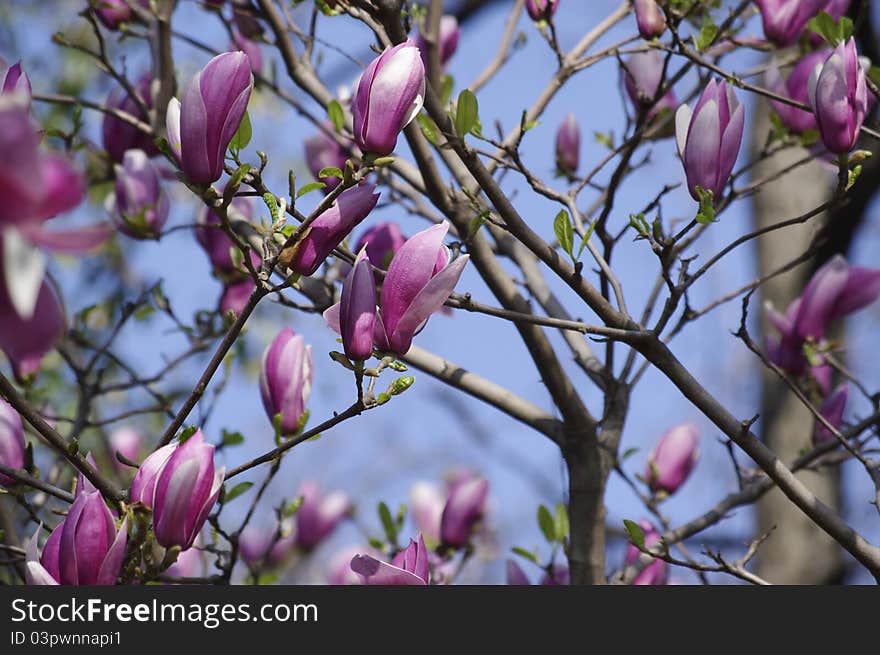 Magnolia denudata living in Slender West Lake