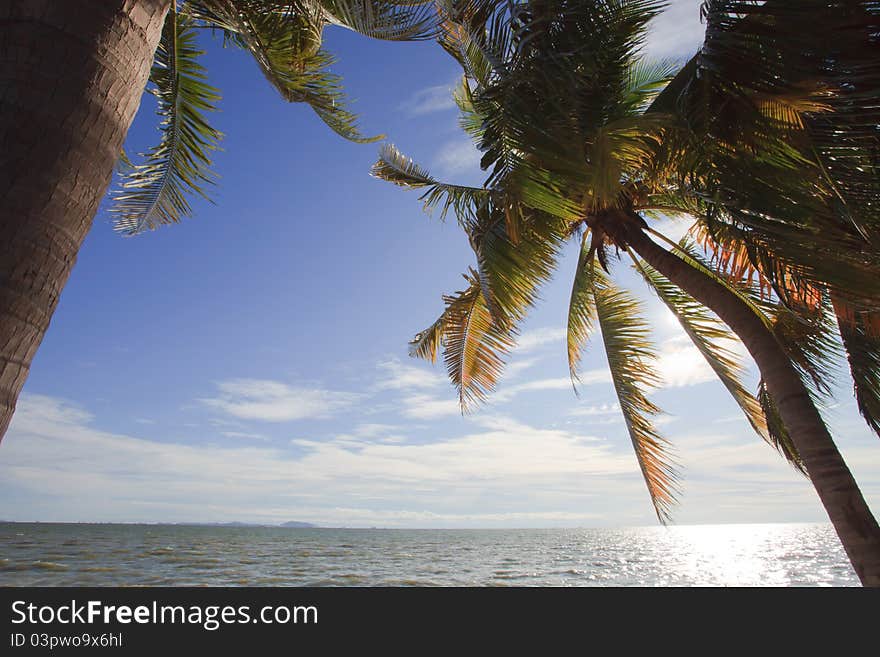 Coconut Tree Beside  Beach