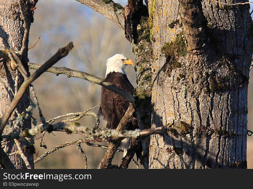 Bald Eagle Nesting