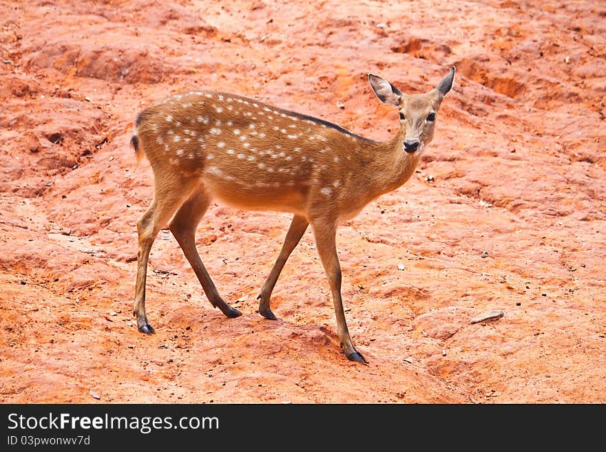 Fallow deer  close up