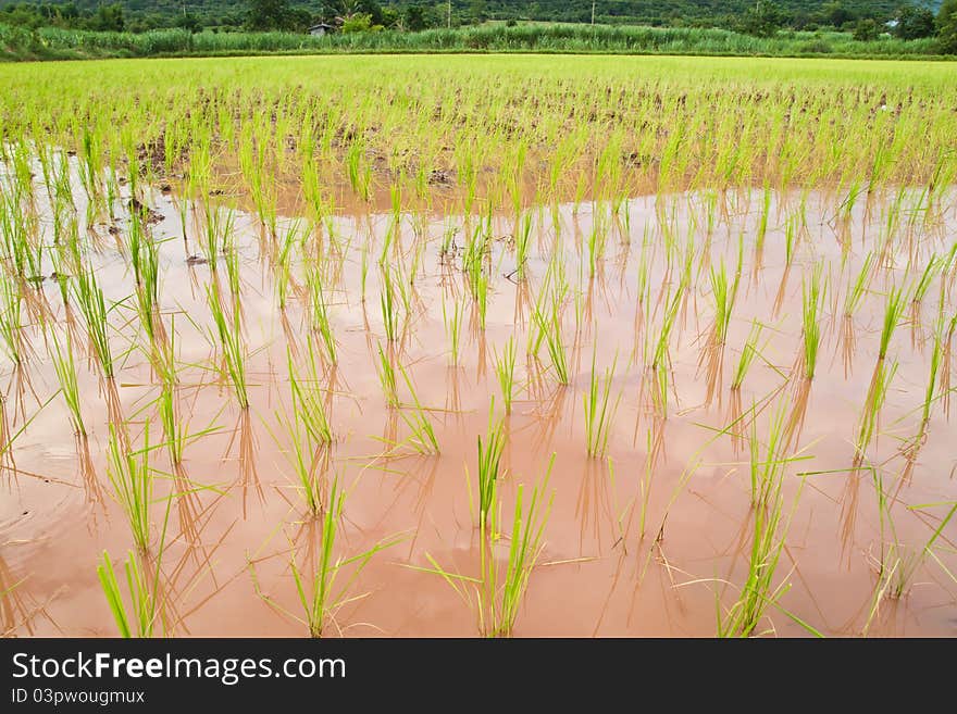 Paddy and the rice seedlings