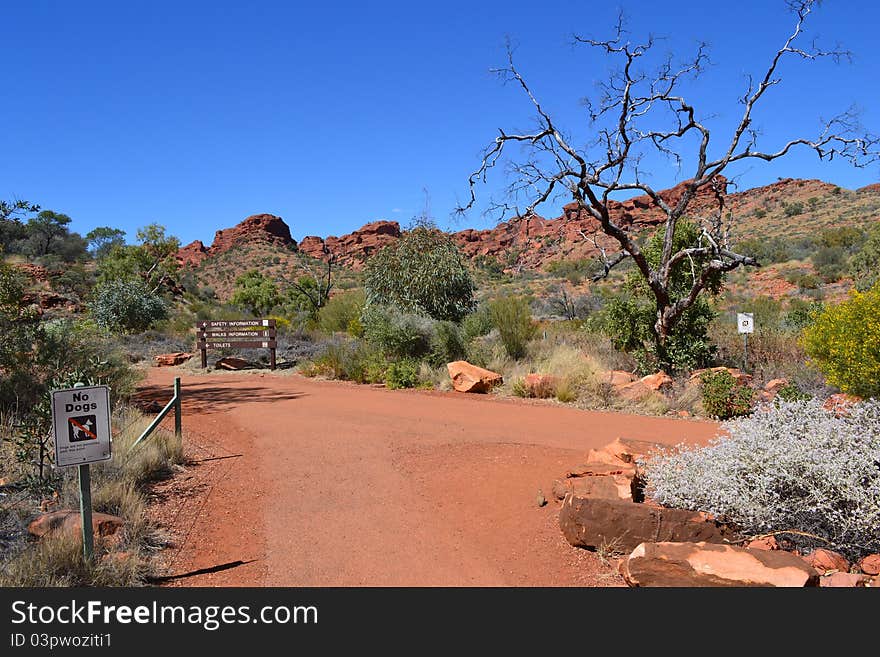 Kings Canyon dead tree