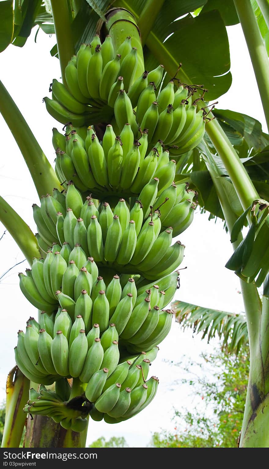 Green Bananas on a tree in the garden, Thailand.