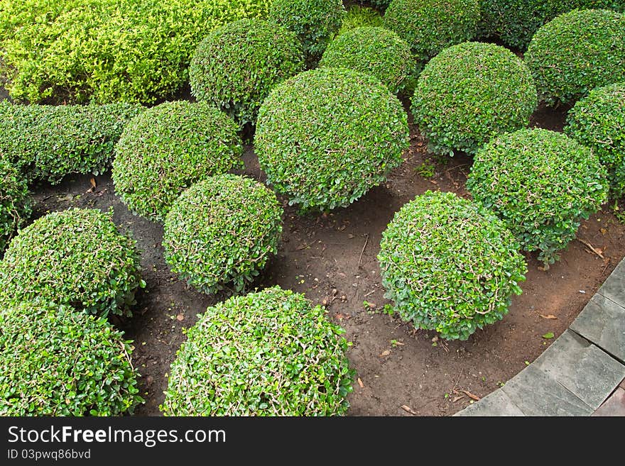 Group Of Dwarf Tree