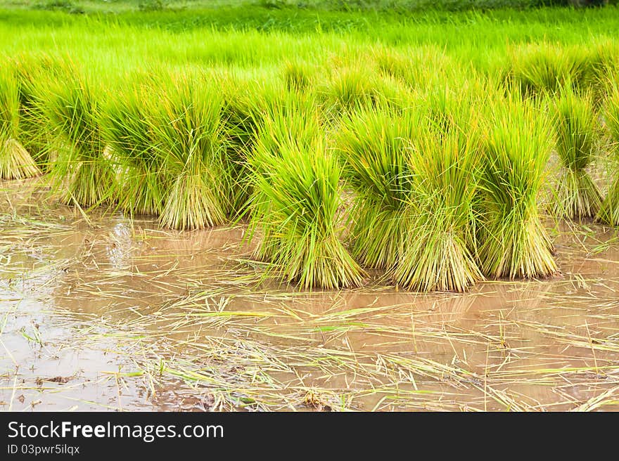 Paddy rice in field