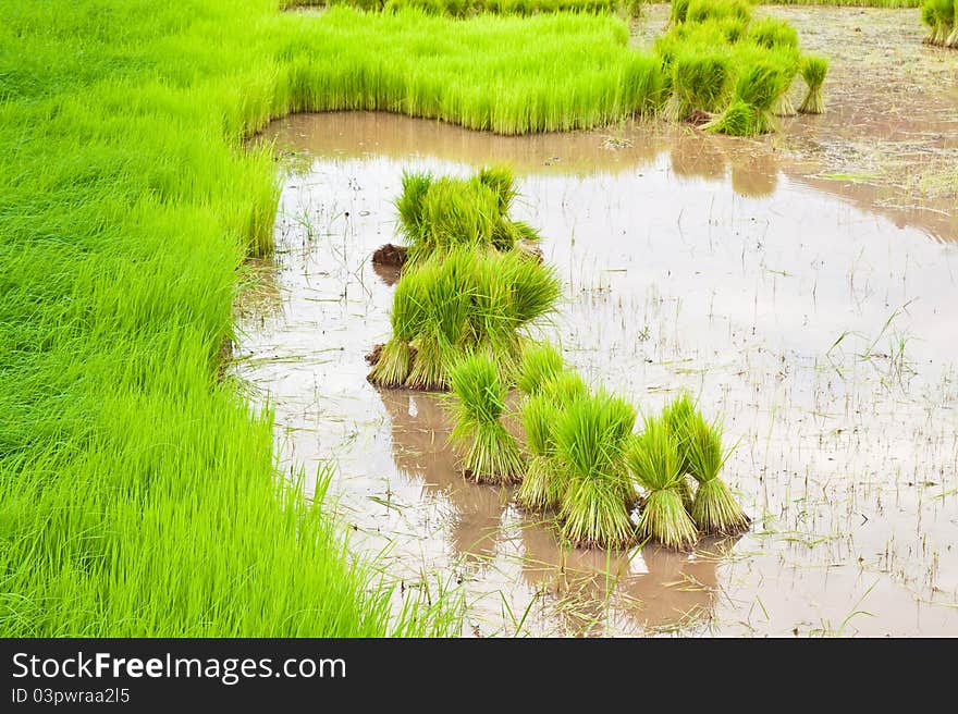 Paddy Rice In Field