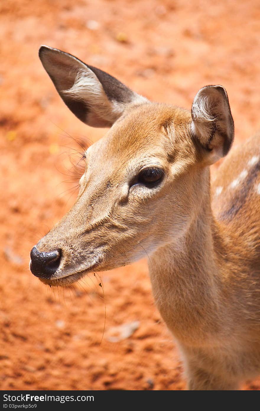 Cute of fallow deer close up. Cute of fallow deer close up.