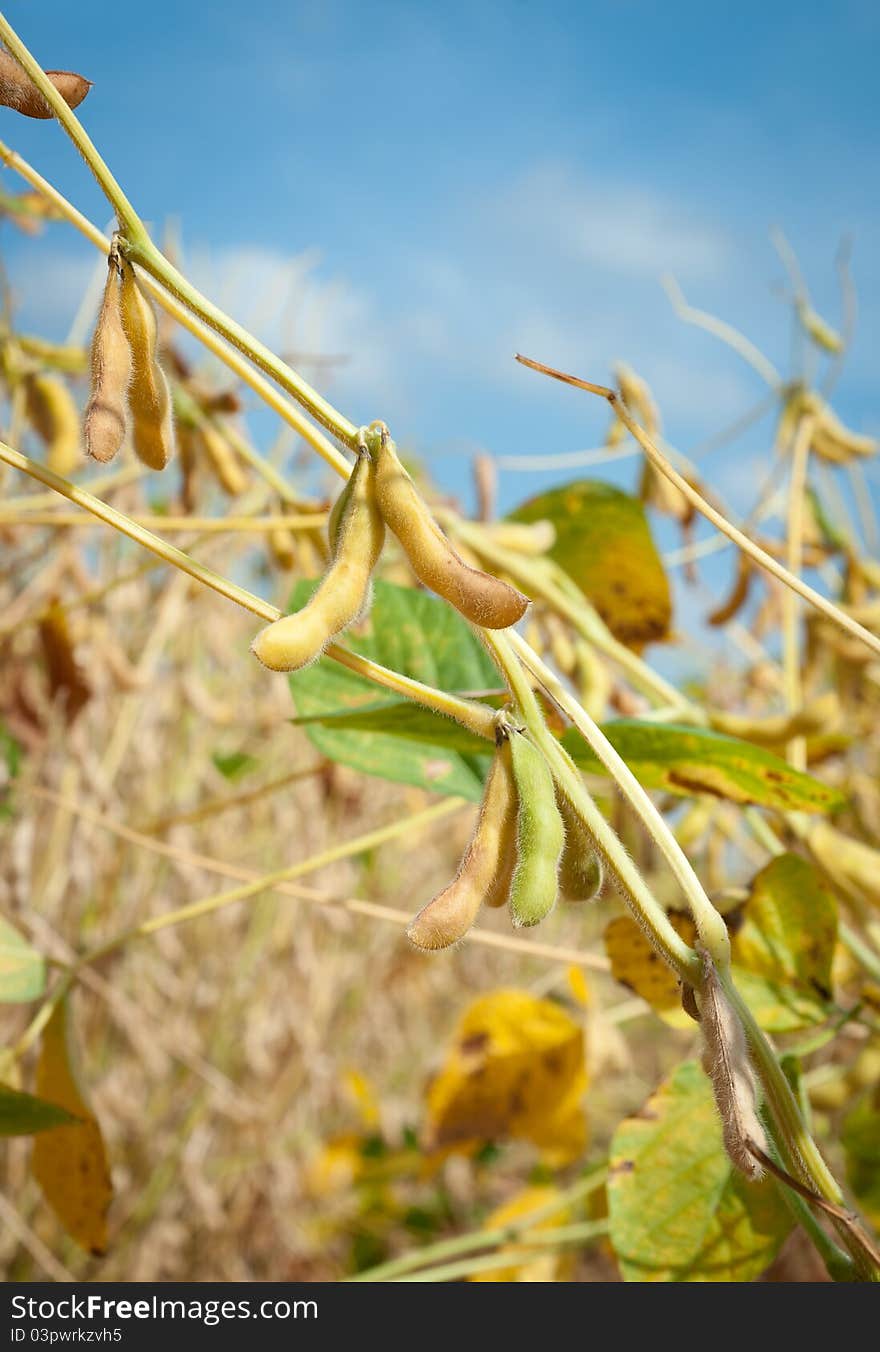 Field soybeans in early autumn. Field soybeans in early autumn