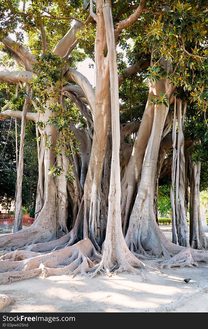 Ficus magnolioide  in Giardino Garibaldi, Palermo