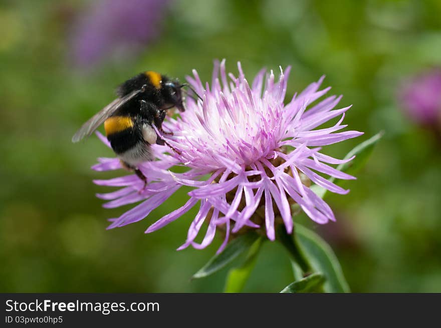 Summer is time to collect pollen from wild flowers. Summer is time to collect pollen from wild flowers