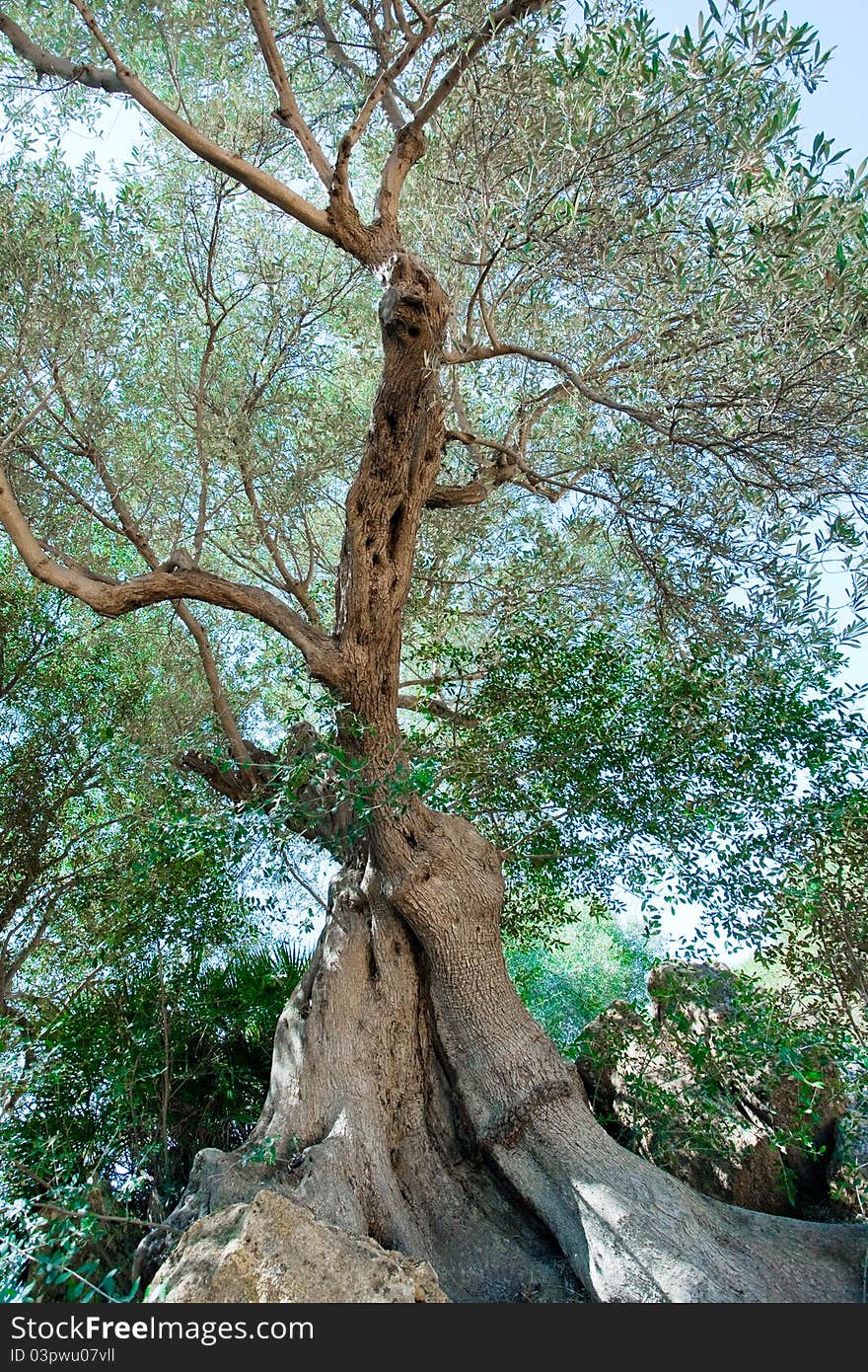 Old olive tree in mointain's garden in Italy