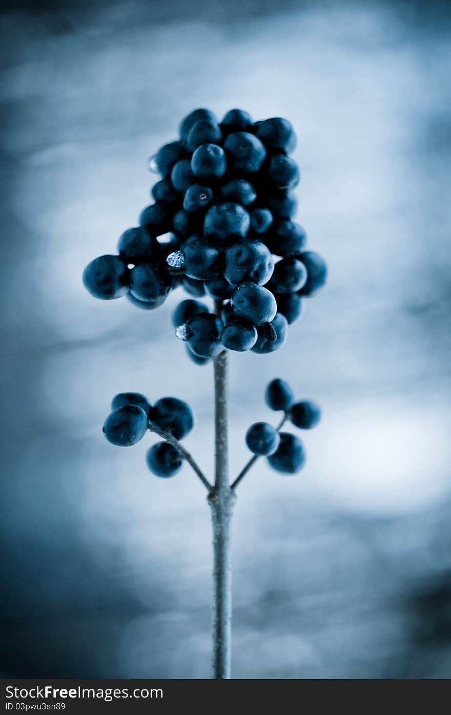 Snow berries