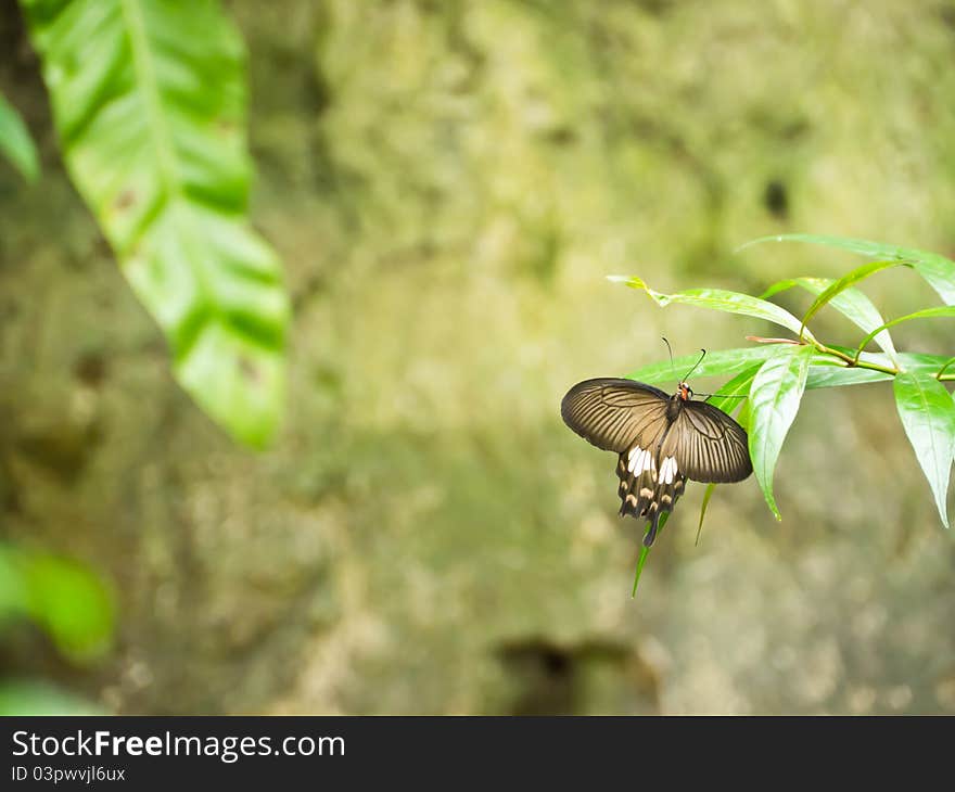 Common Mormon Butterfly