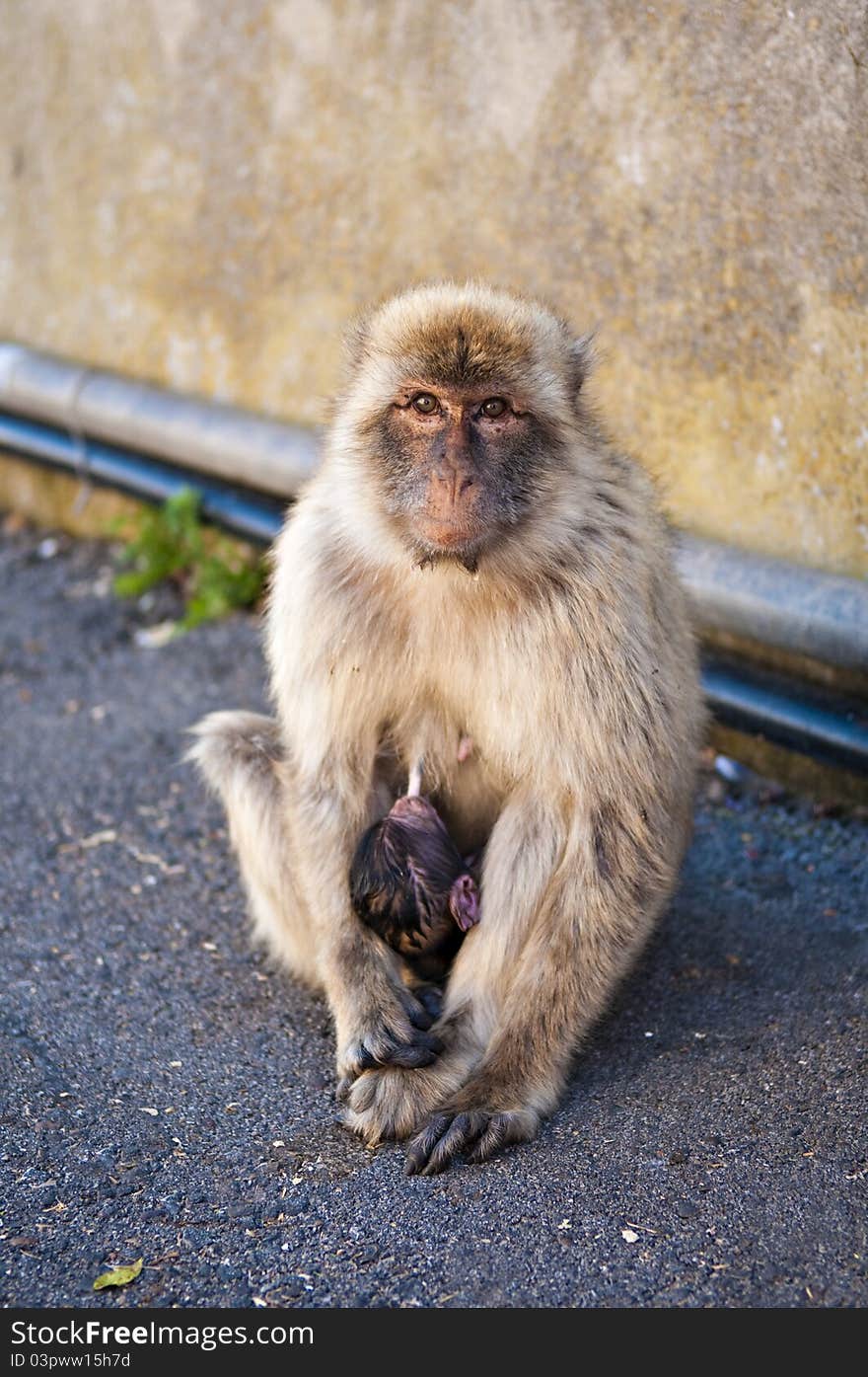 Barbary Macaque nursing baby looking forward