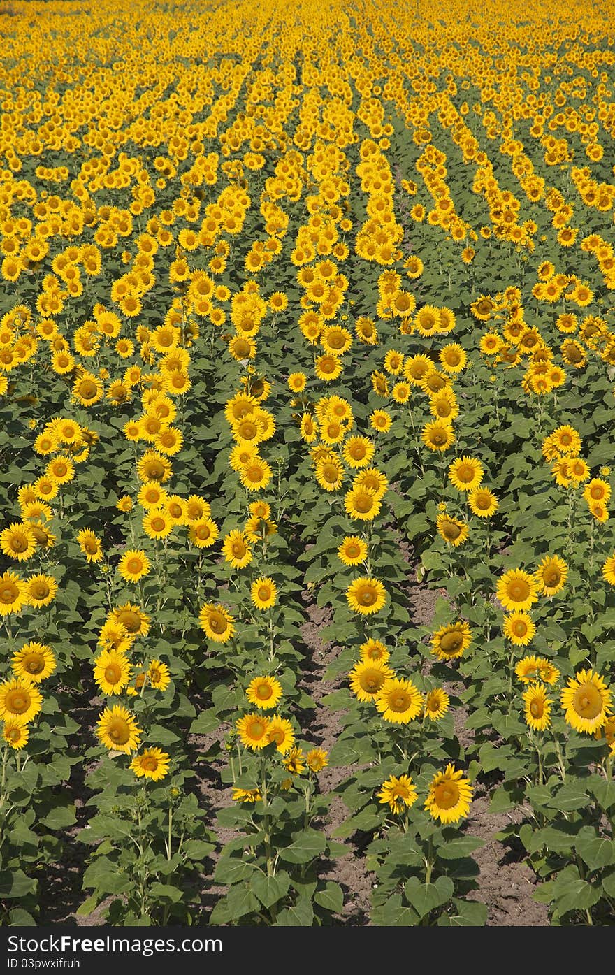 Field with sunflowers in rows, vertical orientation. Field with sunflowers in rows, vertical orientation