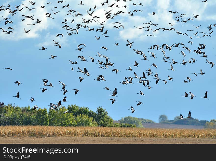 A swarm crane in flight