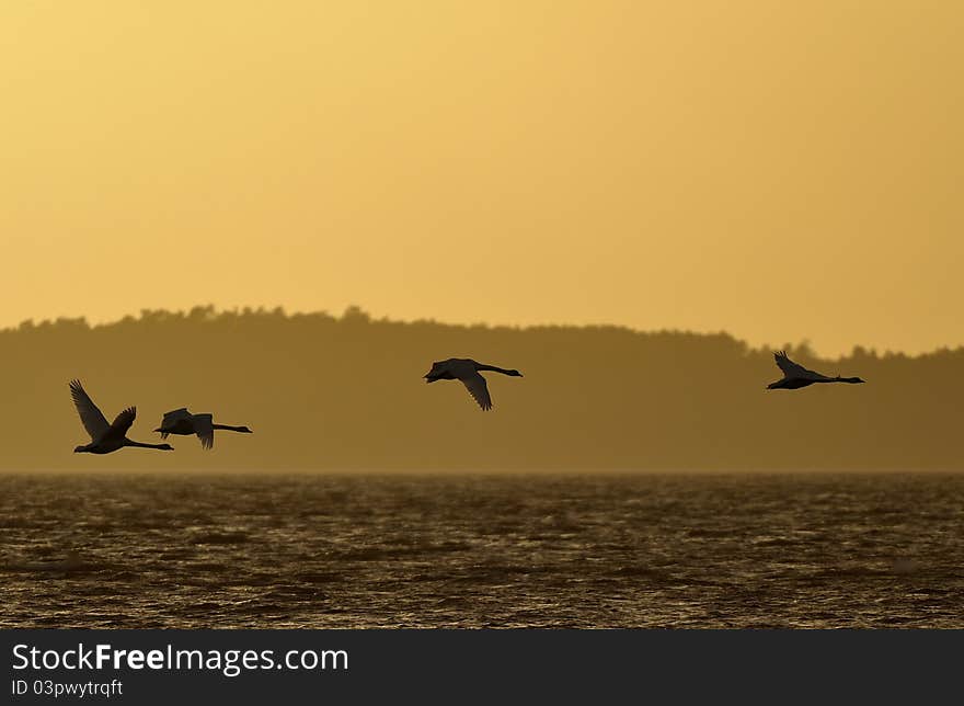 Swans in flight at the evenning