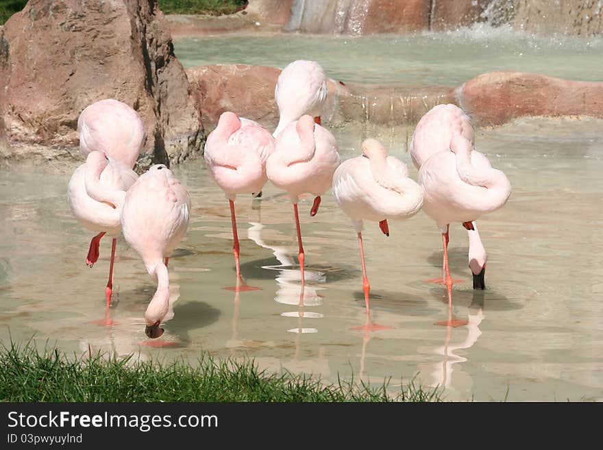 Flamingos