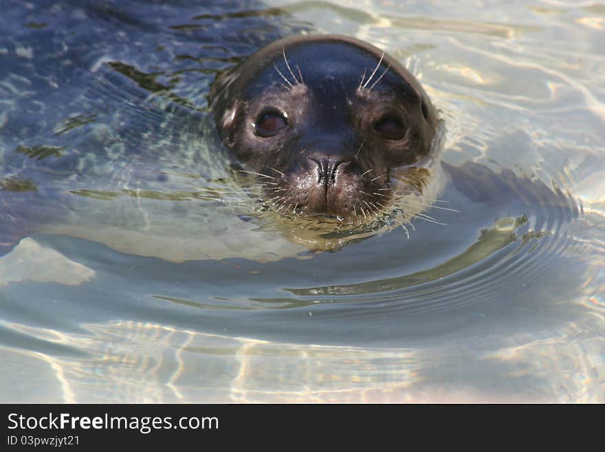 Funny seal relaxing in cold water