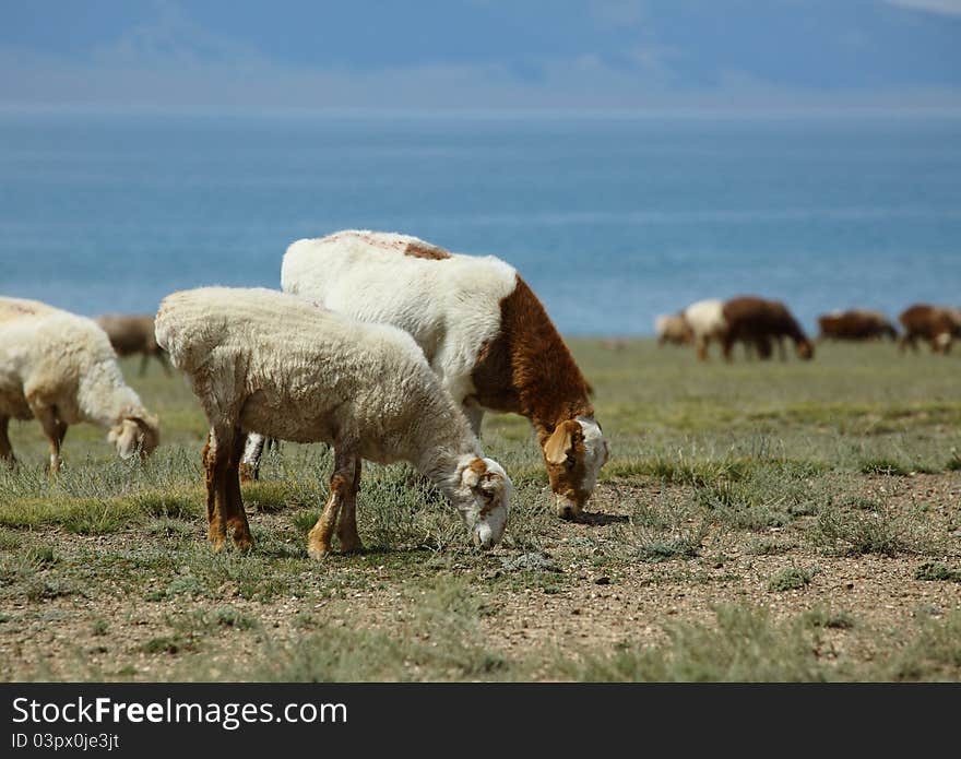 Many sheep are eating grass on the lake ranch. Many sheep are eating grass on the lake ranch