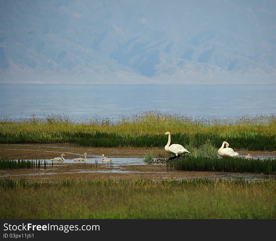 Swan Lake wetlands