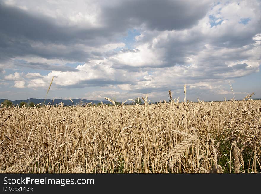 Wheat field and dramatic sky. Wheat field and dramatic sky