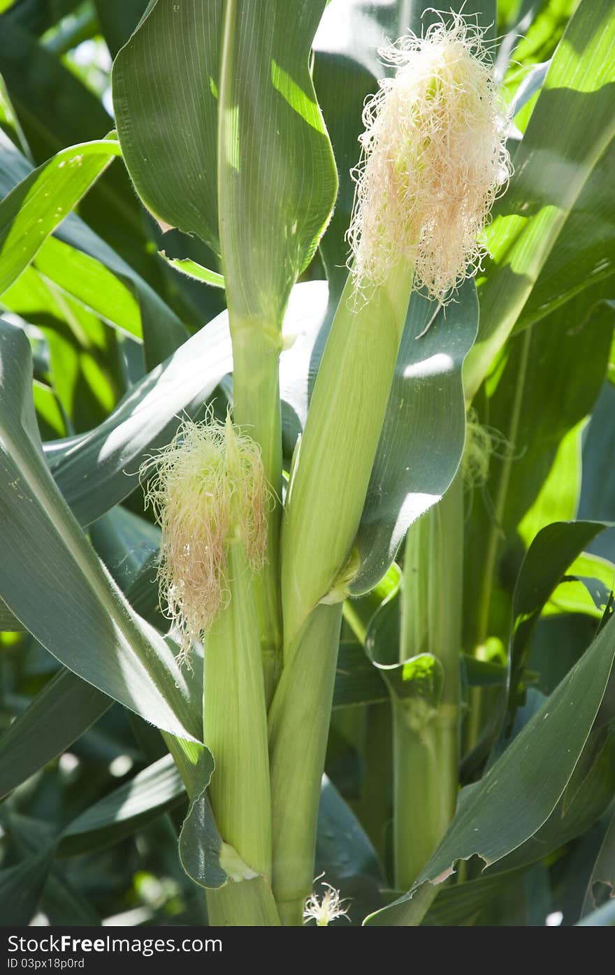 Corn stalk in the nature