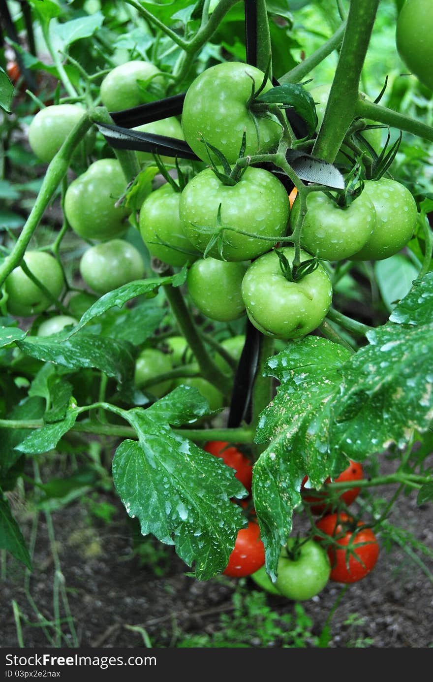 Tomatoplant