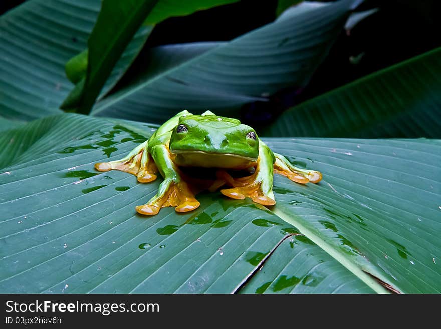 A huge flying tree frog blinks for the camera In Costa Rica. A huge flying tree frog blinks for the camera In Costa Rica.