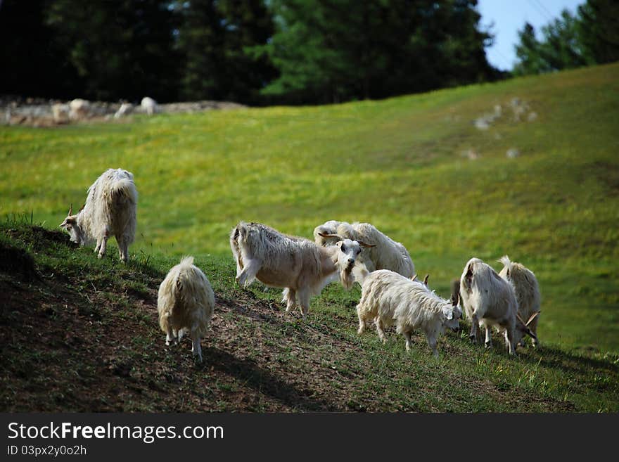 Sheep are grazing