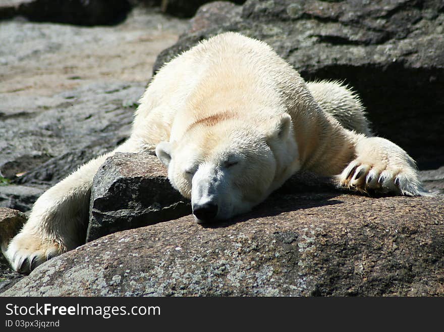 Polar bear lays on a rock