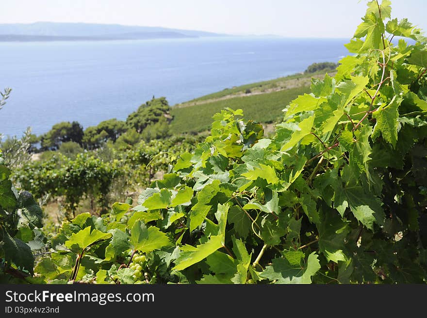 Beautiful rows of grapes before harvesting.