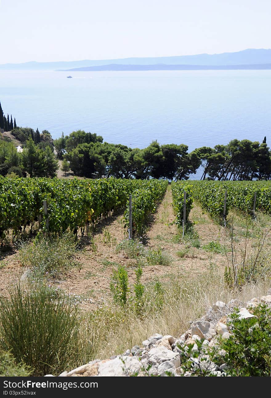 Beautiul rows of grapes in vineyeard near the sea in Croatia.