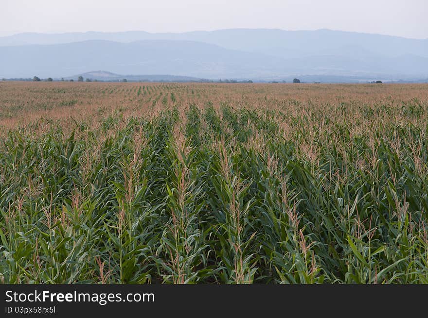 Corn in rows, corn field