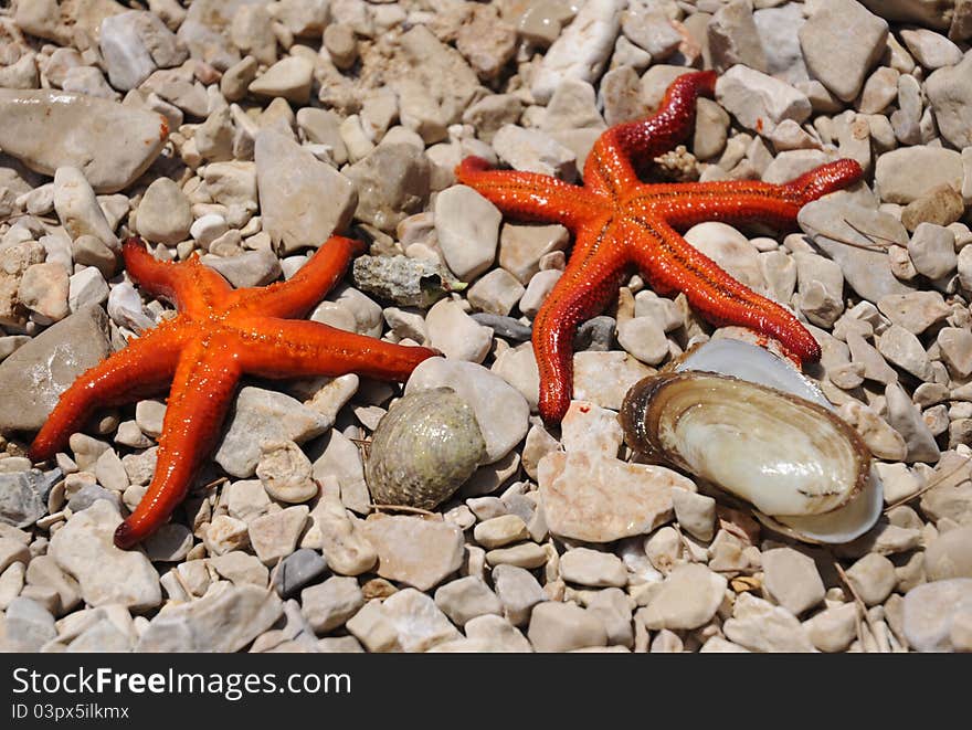 Two starfish seashell and on the beach