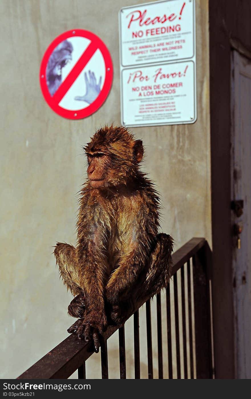 Wet Barbary Macaque in front of no feeding sign