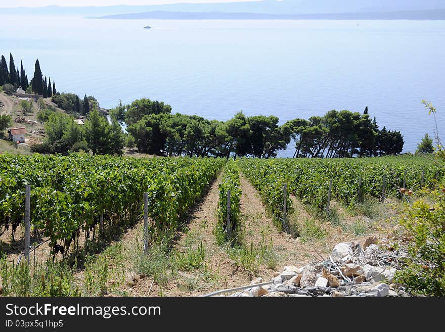 Wine country vineyards along the sea.