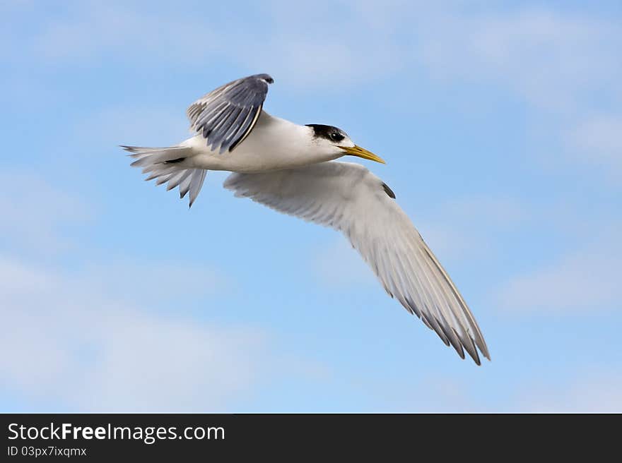 Greater Crested Tern In Flight