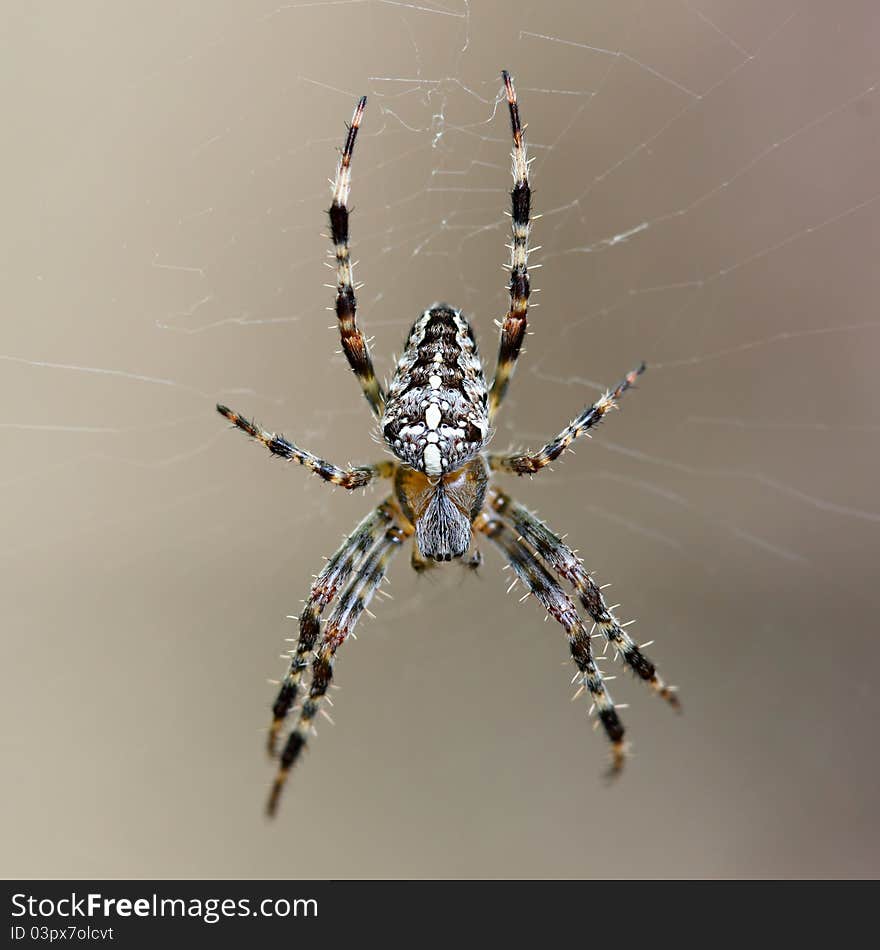 European garden spider - Araneus diadematus