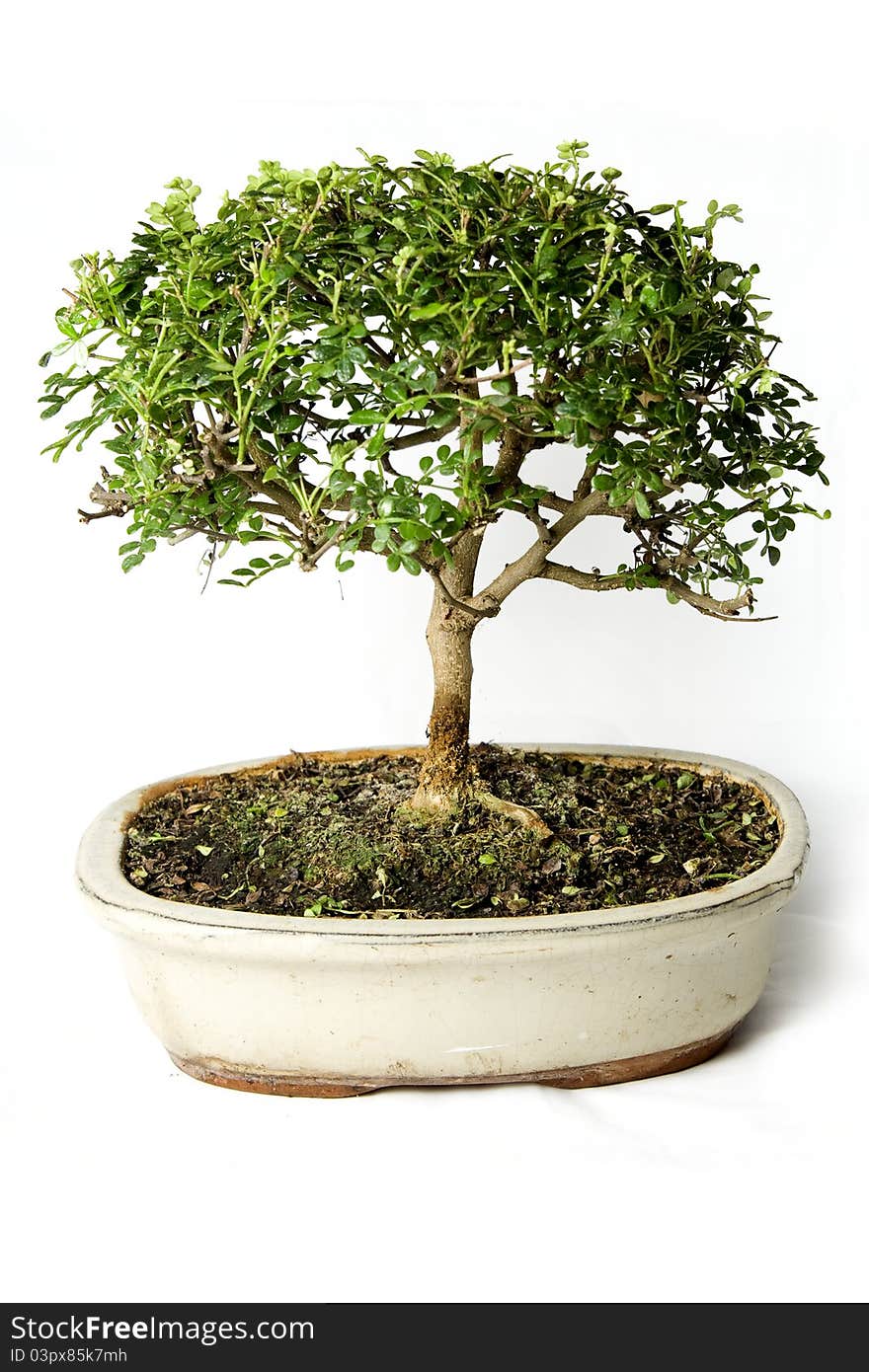 Bonsai