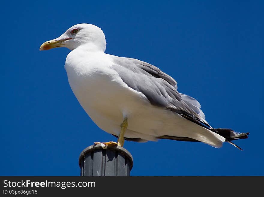 A portrait of a seagull in the sky