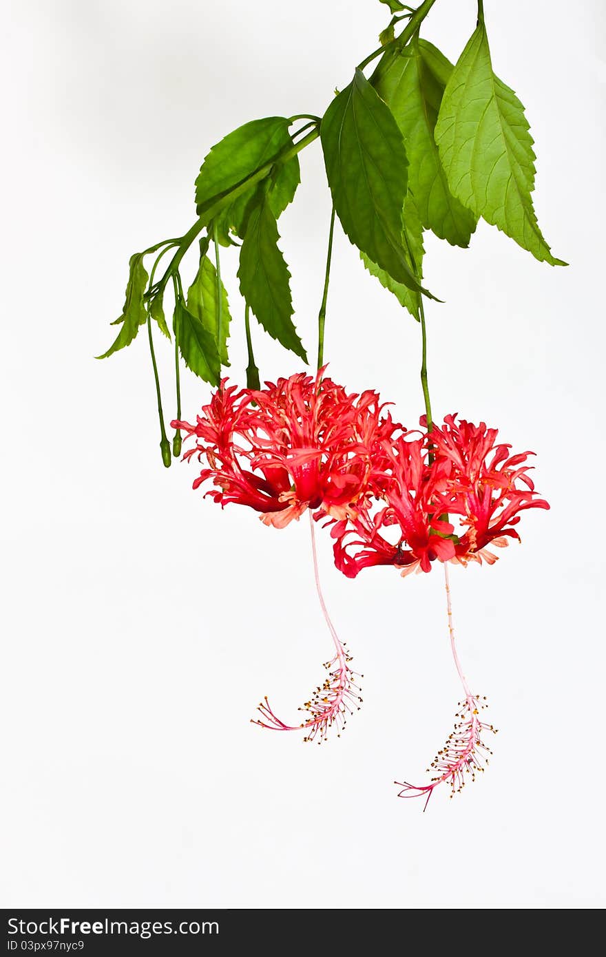 Fringed hibiscus