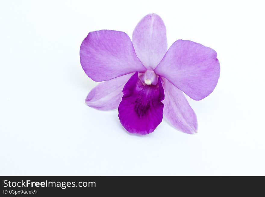 Purple orchid