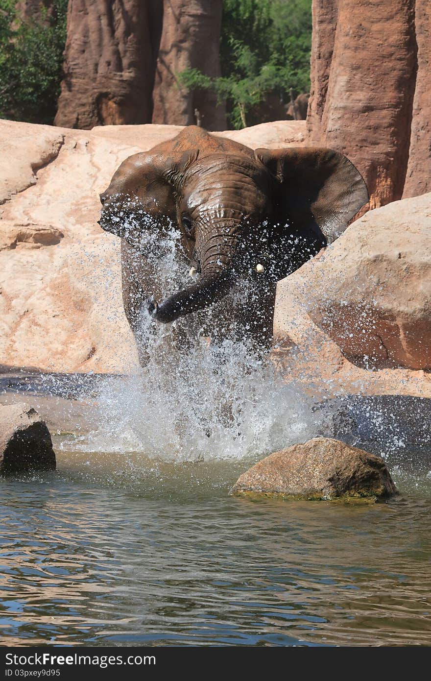 African elephants at a deep watering hole