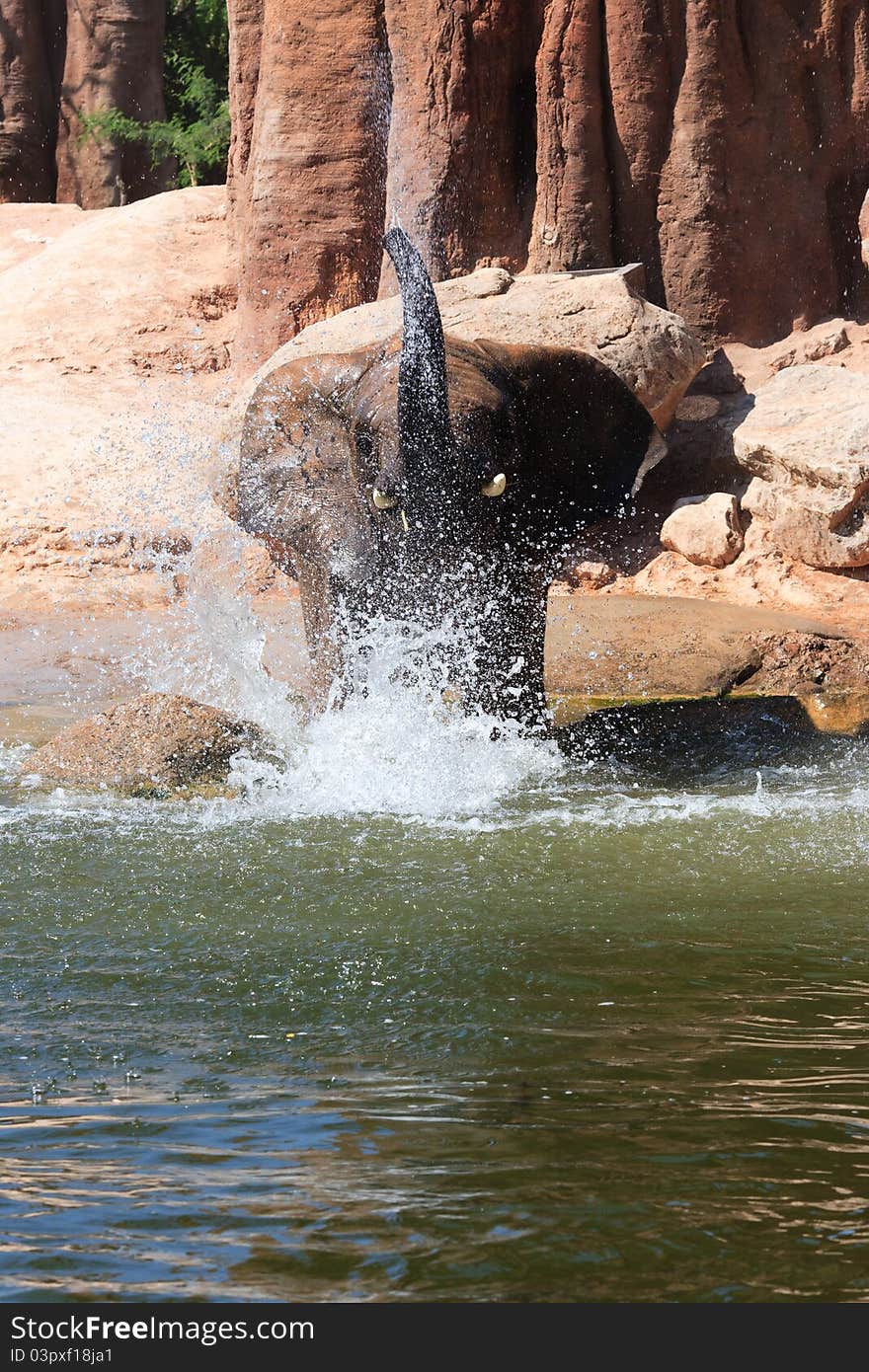 African elephants at a deep watering hole