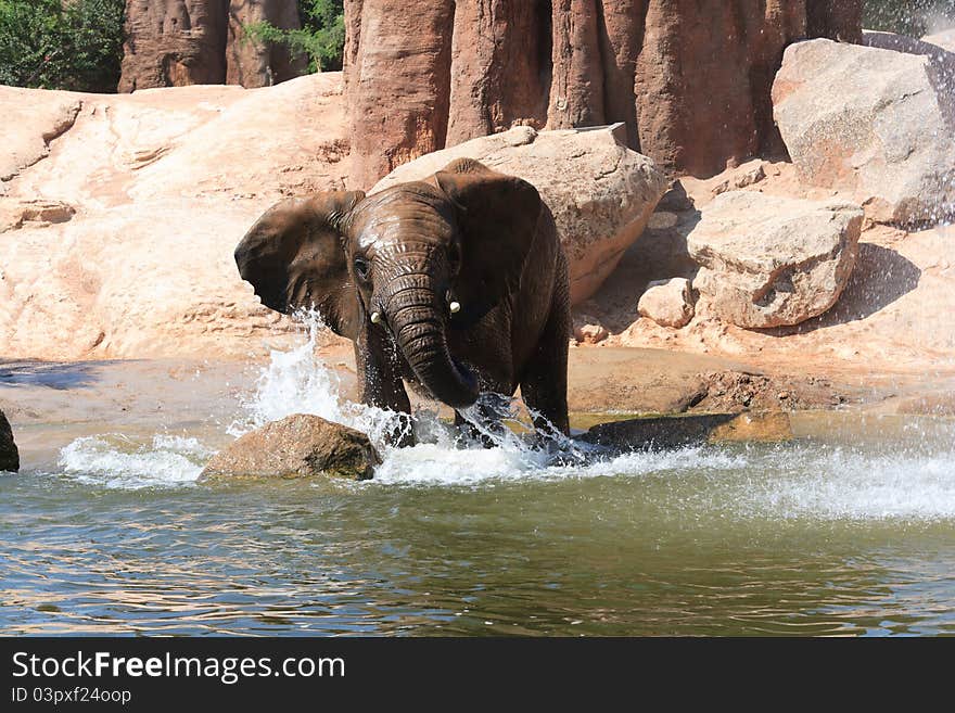 African elephants at a deep watering hole