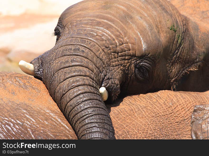 African elephants at a deep watering hole