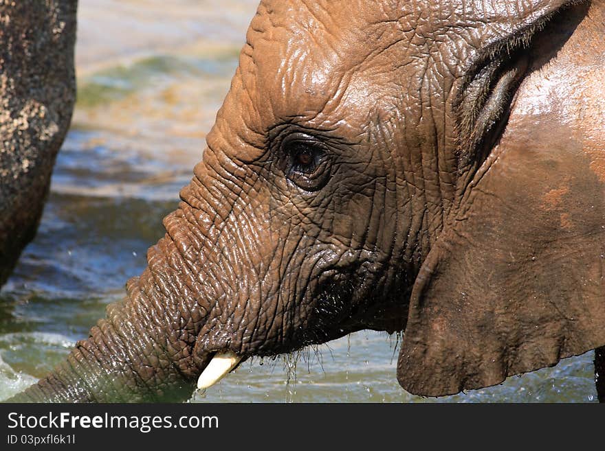 African elephants at a deep watering hole